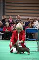 Crufts2011_2 1436